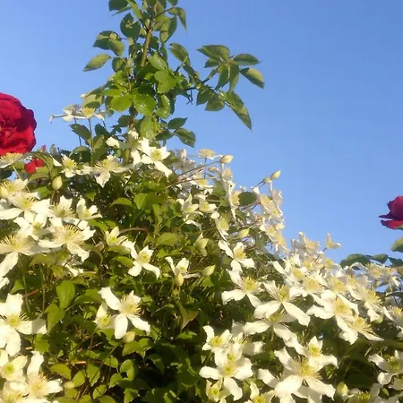 Schau-rhein#2 - On Of Bacharach, Rhineview