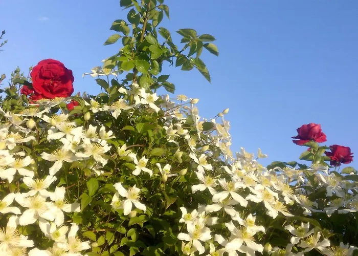 Schau-rhein#2 - On Of Bacharach, Rhineview